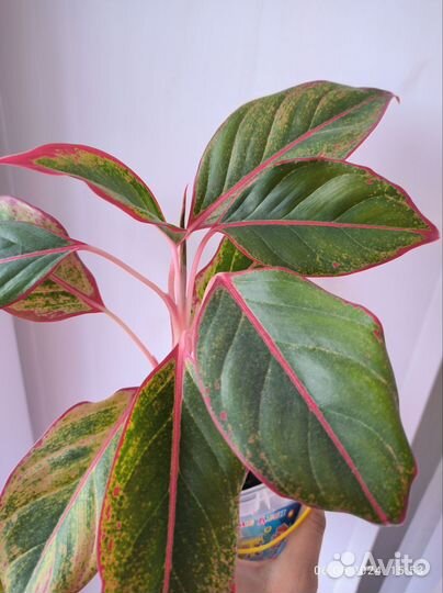 Аглаонема Сиам Аврора