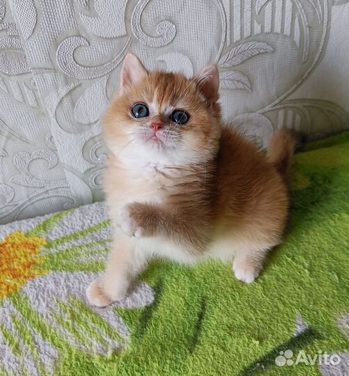 Кошечка золотая шиншилла ny12