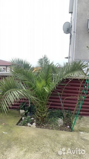 Продаю пальму, пять лет, самовывоз
