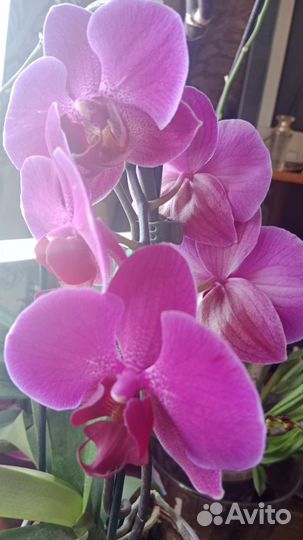 Орхидея фаленопсис