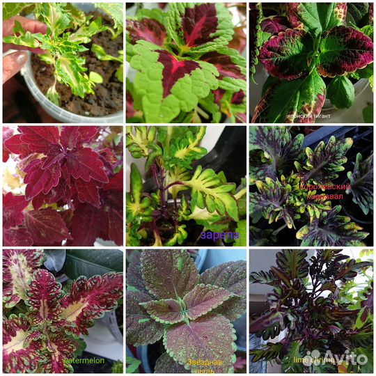 Цветы (Колеусы)