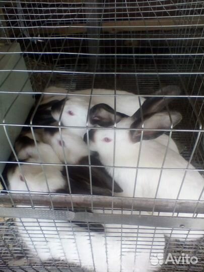 Калифорнийские кролики