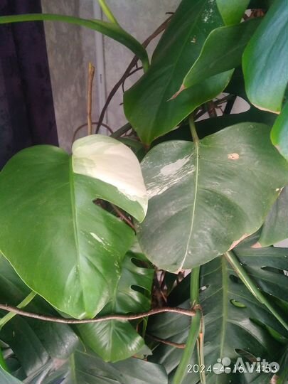 Цветы домашние в горшках