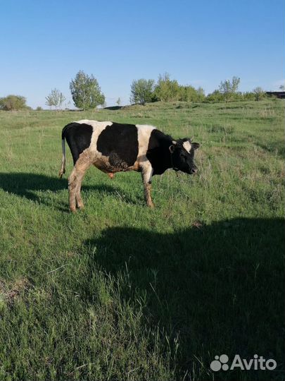 Племенные телята