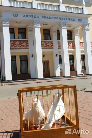 Белые голуби на свадьбу, венчание, выпускные