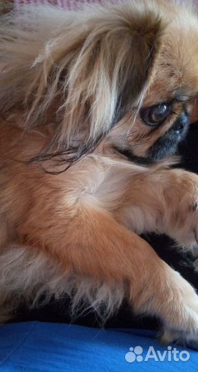 Вязка пекинес девочка