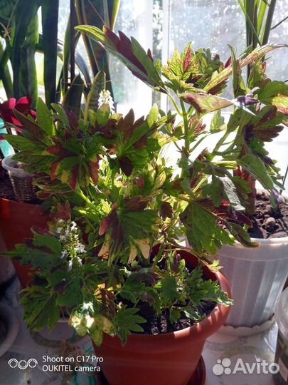 Домашние растения