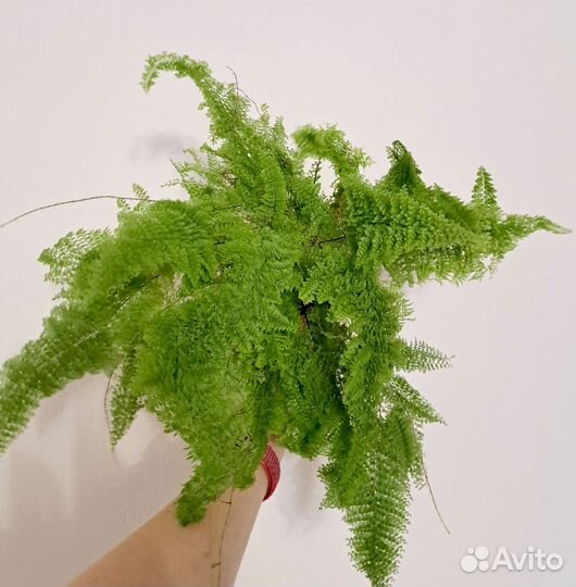 Папортники Нефролеписы 3 часть