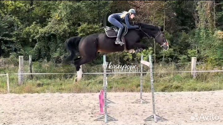 Кобыла конкур 130