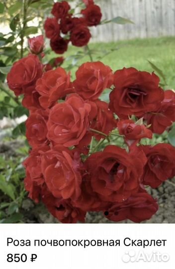 Розы.Саженцы