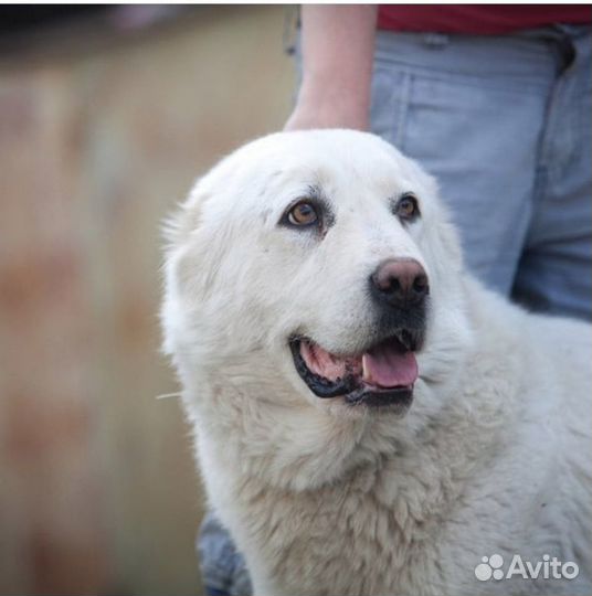 Щенки туркменского алабая