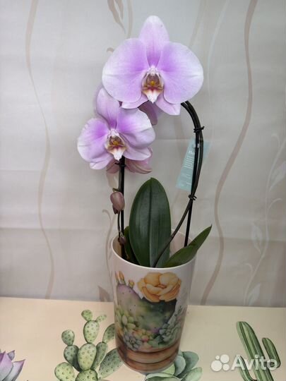 Орхидея фаленопсис