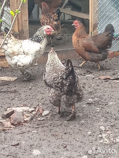 Куры домашние, возраст 1год