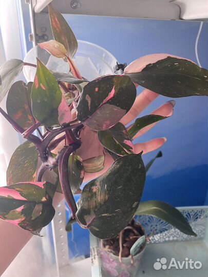Филодендрон pink princess
