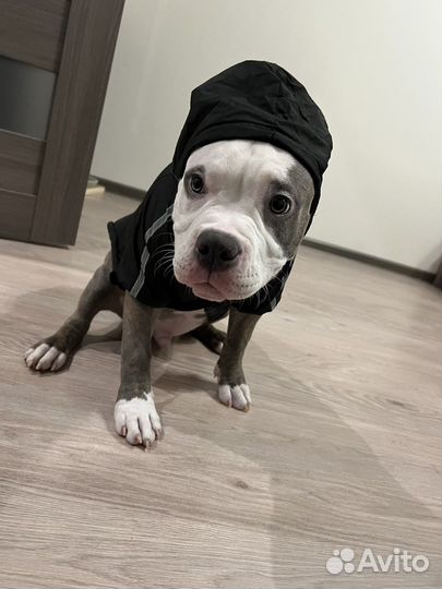 Одежда для собак