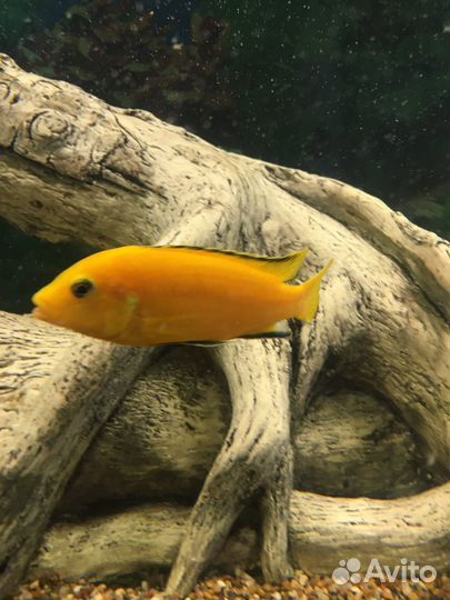 Лабидохромис еллоу (рыба)