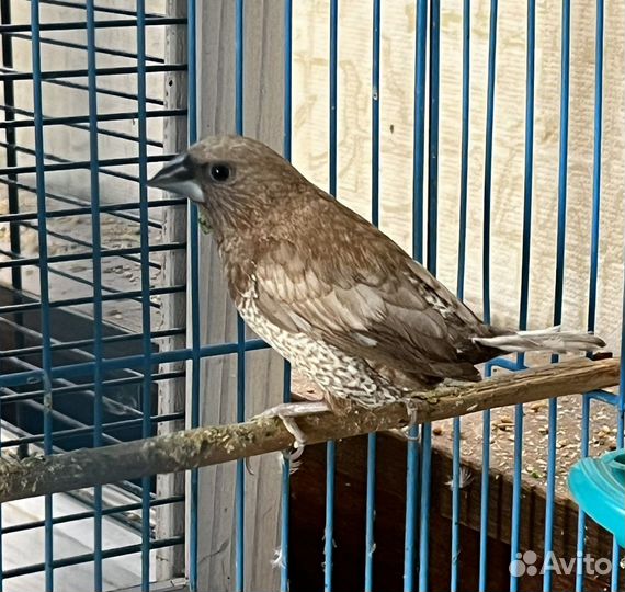 Чешуйчатая японская амадина