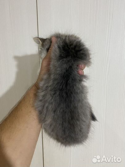 Котёнок девочка