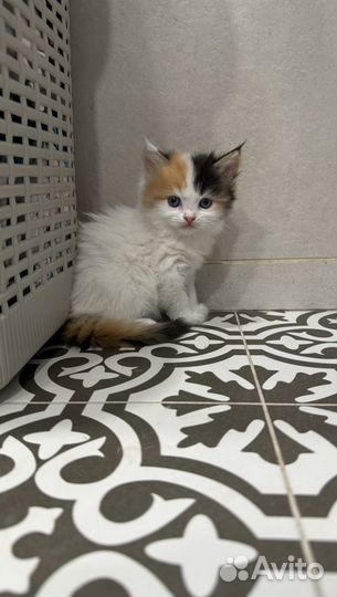 Котята 1 мес