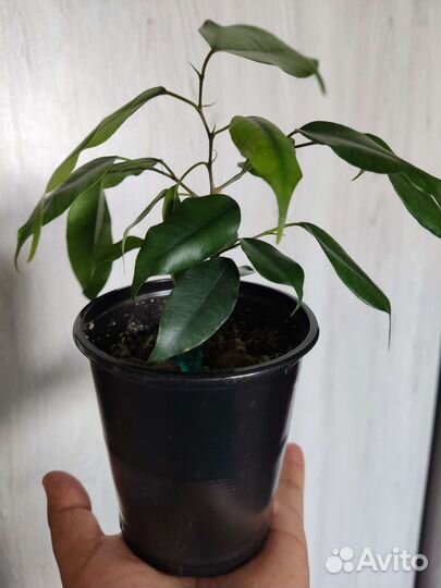 Фикус бенджамина