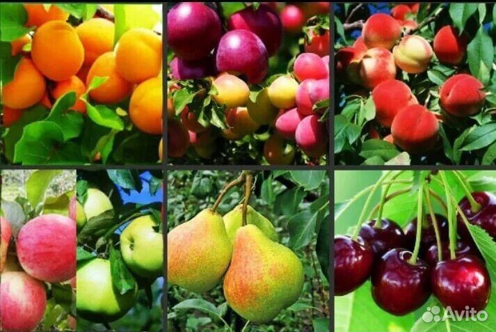 Саженцы плодовых деревьев в городе и Ахтубе