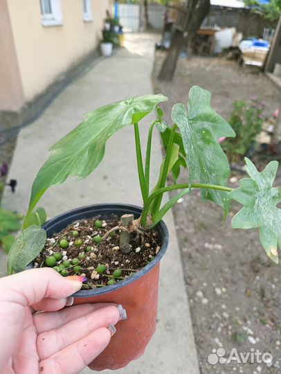 Филодендрон эванса