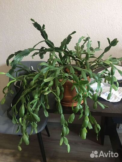 Декабрист целый цветок шлюмбергера