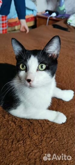Бориска ищет дом котик кот