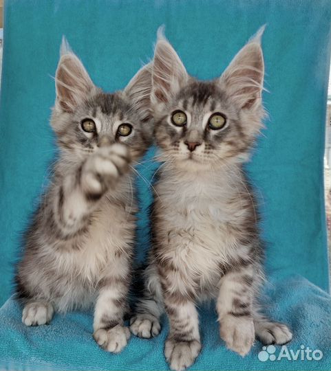 Котята мейн-кун