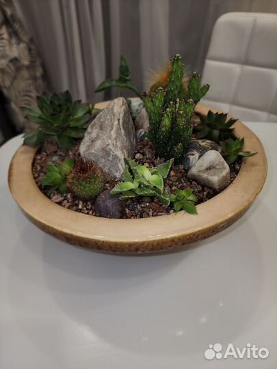 Композиция подарочная из кактусов и суккулентов