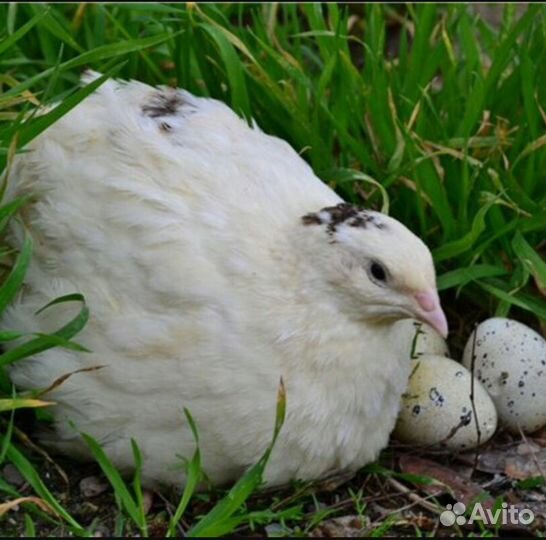 Сельхозптица