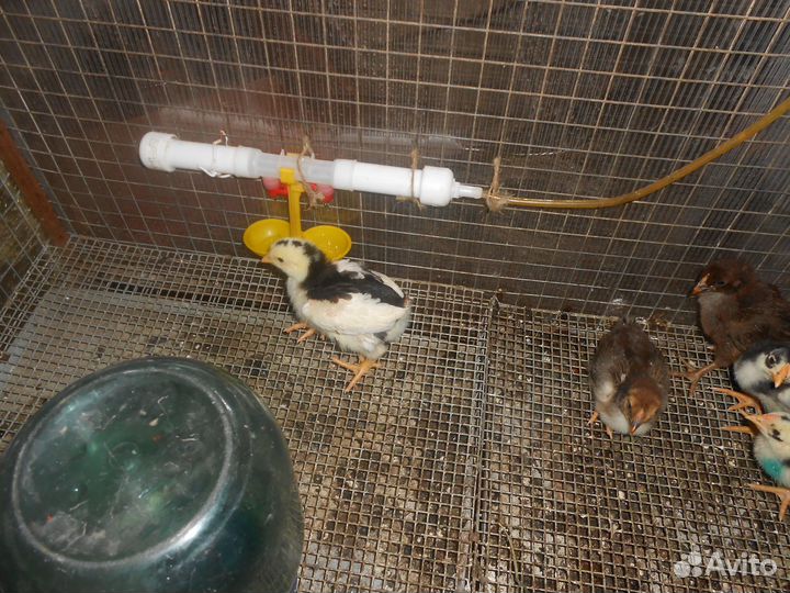 Цыплята семья ливенской ситцевой