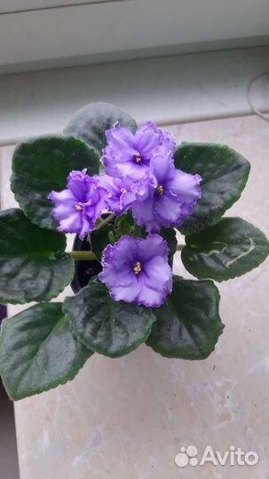 Цветущие фиалки