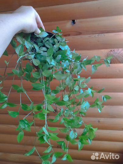 Традесканция 3 вида