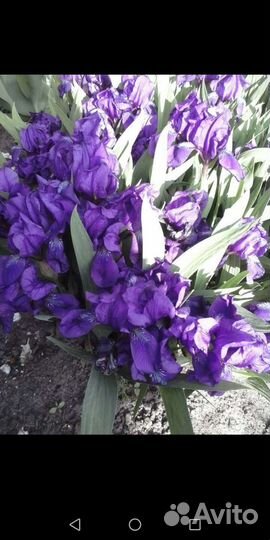 Ирисы карликовые