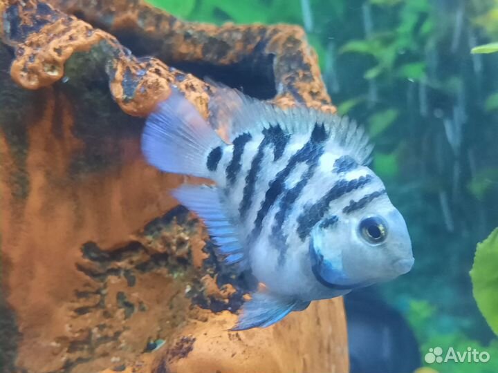 Аквариумные рыбки