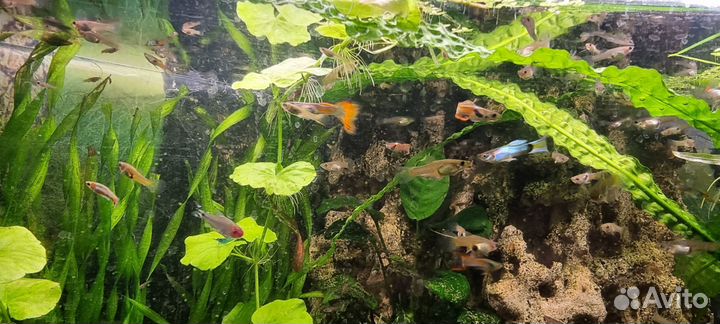 Гуппи эндлера