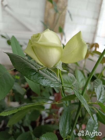 Роза зелёная грин ти