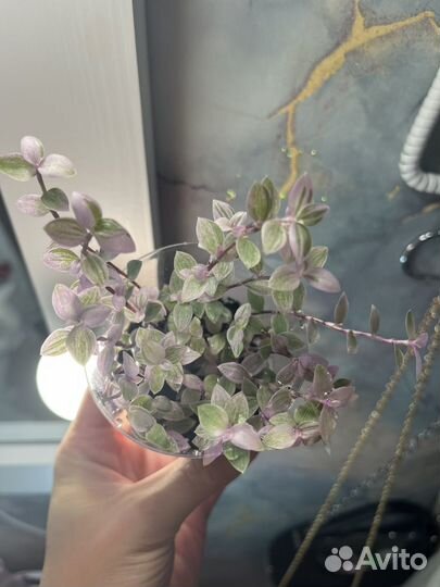 Традесканция розовая пантера