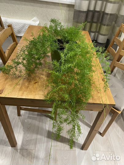 Аспорагуса Шпренгера