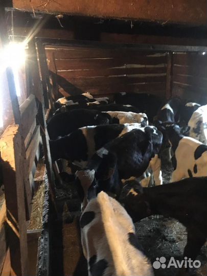 Телята Курск