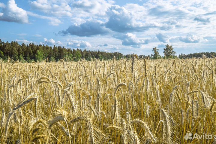 Продам рожь