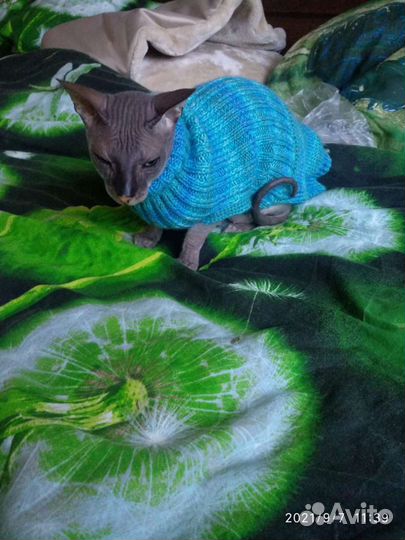 Одежда для животных