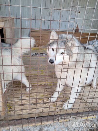 Отдам в добрые руки Хаски