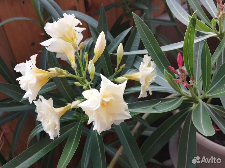 Олеандр желтый и белый