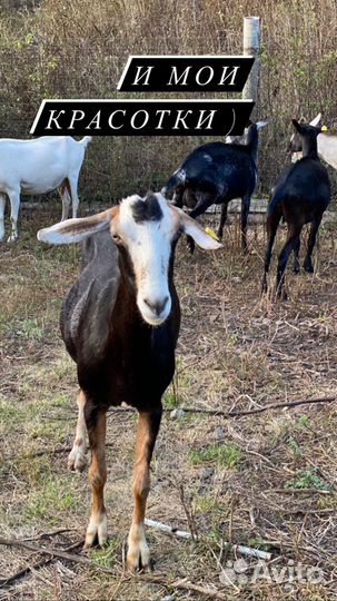 Помощник по хозяйству с проживанием