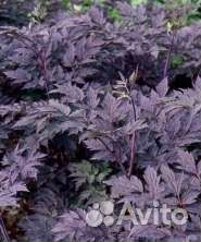 Клопогон, дармера, гортензия, пузыреплодник