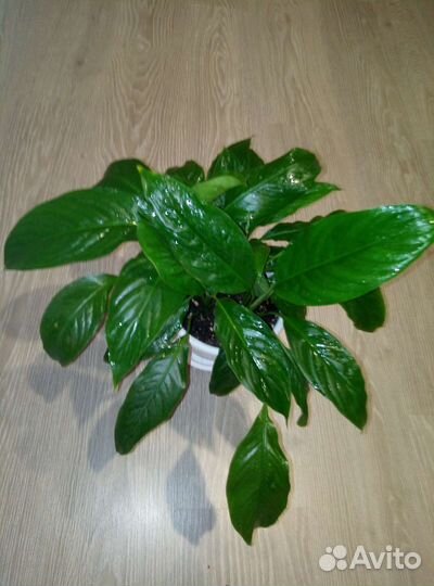 Спатифиллум