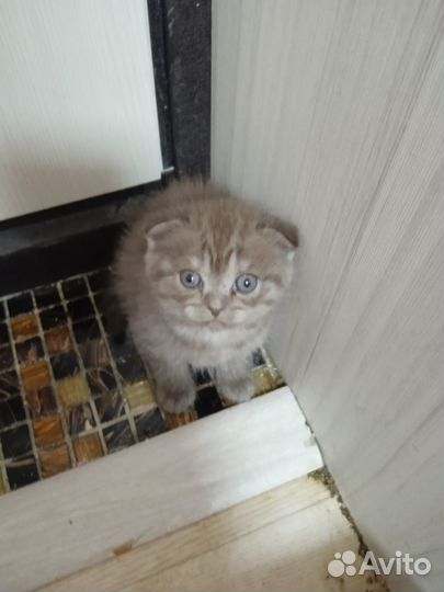 Британские котята