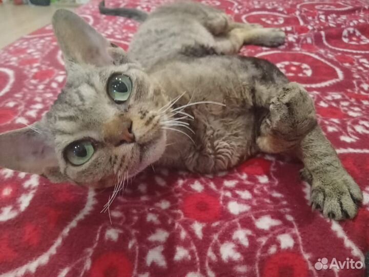 Кот (девон-рекс) 2 года